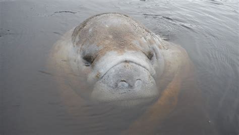 Manatee sightings: 6 places to spot sea cows in Southwest Florida