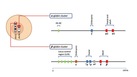 Globin gene regulation & thalassaemias – Blood & Water