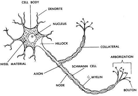 Images 11. Nervous System - Basic Human Anatomy