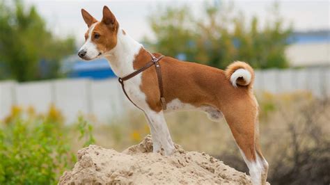 Dogs with Curly Tails: Check Out the Details Here