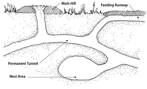 Wild Animal Management Minnesota | Mole Removal Part 2 | Minnesota Wild ...