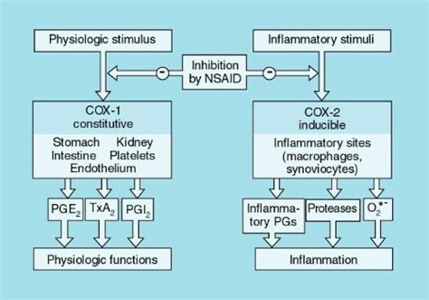 Piroxicam (Feldene): Long-Lasting FANS/NSAID da spostare