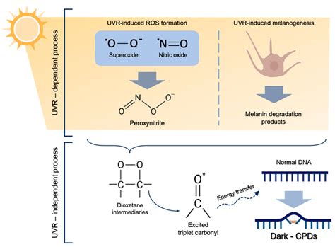 Antioxidants | Free Full-Text | Formation of Cyclobutane Pyrimidine Dimers after UVA Exposure ...