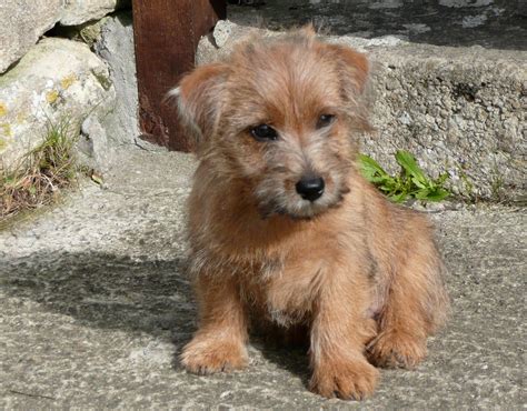 Norfolk Terrier - Puppies, Rescue, Pictures, Information, Temperament, Characteristics | Animals ...