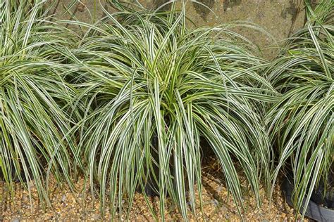 15 of the Best True Sedge Plant Varieties for the Home Garden