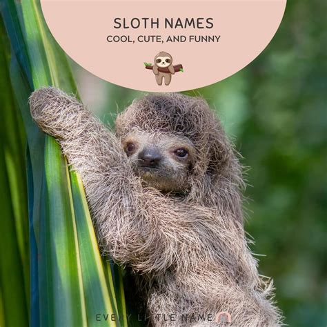 200+ Best Sloth Names (Cute, Funny, and Cool) - Every Little Name