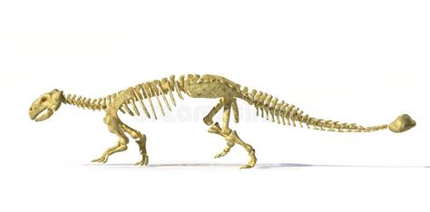 Photorealistic 3 D Rendering Of Full Skeleton Of An Ankylosaurus. Stock Illustration ...