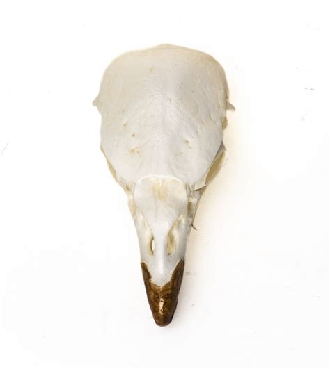 King Vulture Skull Replica