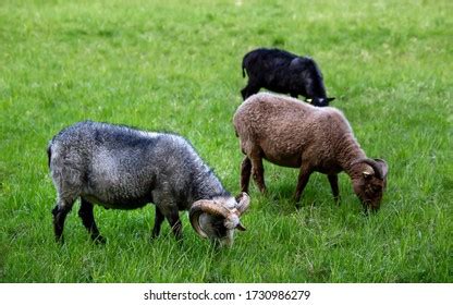 Two Black Male Ouessant Ushant Sheep Stock Photo 2223334105 | Shutterstock