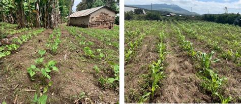 Changes in practice (mulching and crop rotation with maize and beans)... | Download Scientific ...