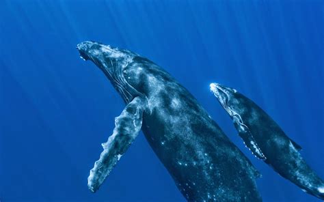 Under Water Animals: Blue Whale