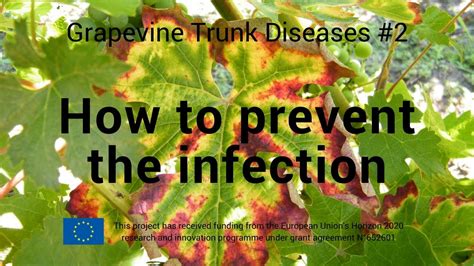 Grapevine trunk diseases #2 - How to prevent the infection - YouTube