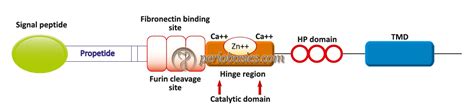 Matrix metalloproteinases (MMPs) and their role in periodontal diseases: periobasics.com