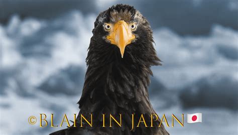 The Steller’s Sea Eagle Around Since the Age of the Dinosaurs - JAPAN ...