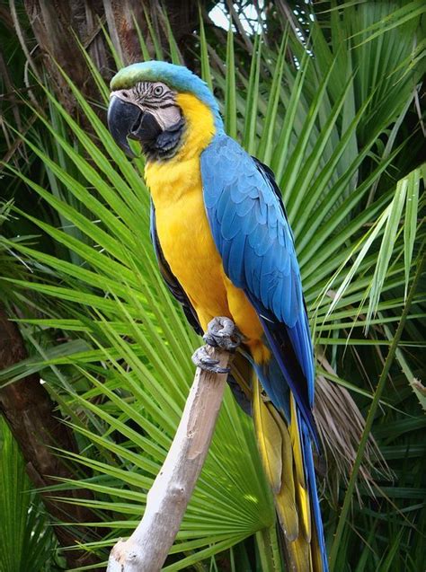 El guacamayo azulamarillo (Ara ararauna), también conocido como guacamayo azul y amarillo ...