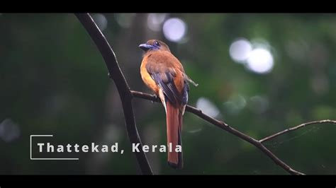 Birding @ Thattekad Bird Sanctuary, Kerala | Dec 2022 - YouTube