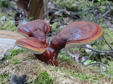 Magical mushroom: Scaling up Ganoderma lucidum cultivation will benefit farmers, users