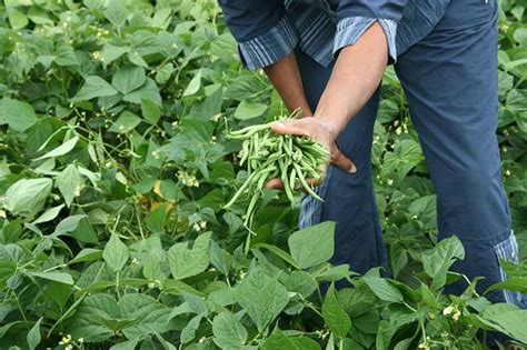 When and How to Harvest Snap Beans | Gardener’s Path