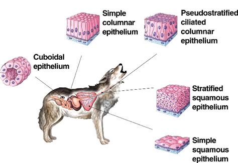 Structural Characteristics, Functions of Epithelial Tissue - QS Study