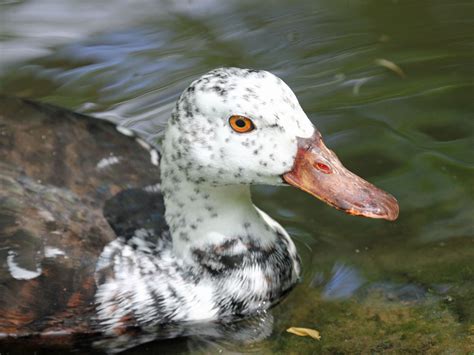 white winged wood duck - | Duck pictures, Wood ducks, White wings