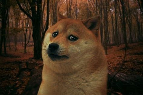 Create meme "SAD DOGE (sad doge , memes , old memes )" - Pictures ...