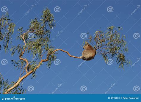 Koala stock image. Image of bearlike, conservation, marsupial - 2196601