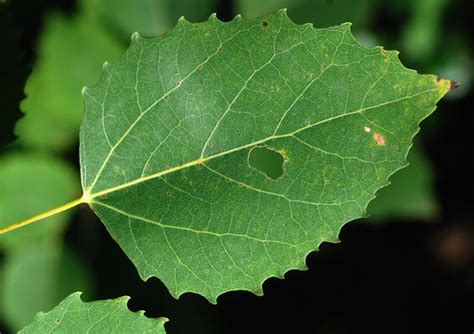 bigtooth aspen leaf | Flickr - Photo Sharing!