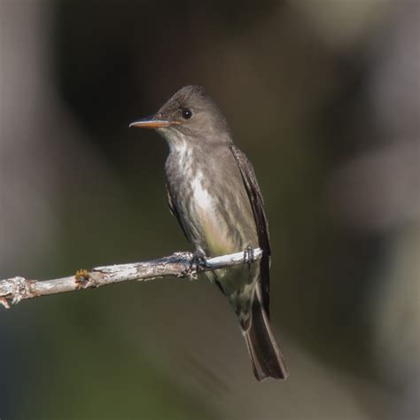 Olive-sided Flycatcher - Pacific Birds Habitat Joint Venture