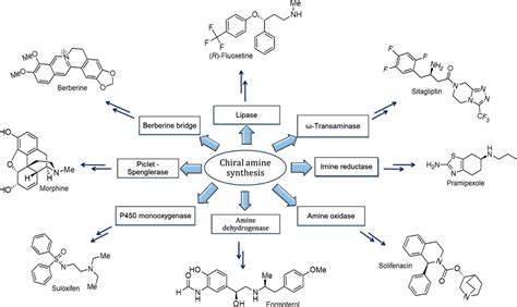 Enzymatic synthesis of chiral amines and important pharmaceuticals... | Download Scientific Diagram