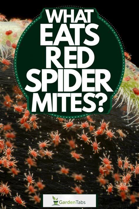 What Eats Red Spider Mites?