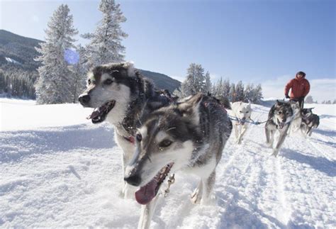 Iditarod Sled Dog Tour | Rendezvous Mountain Rentals