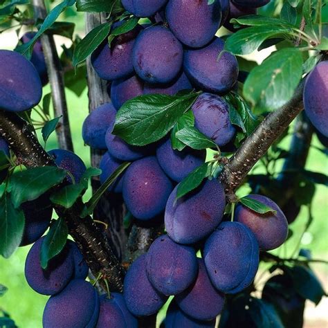 Prunus 'Davidsons' Plum 7" Pot - Hello Hello Plants