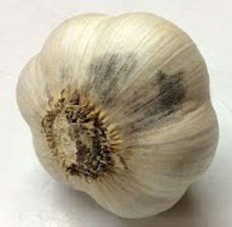 Diseases and Pests of Garlic | Rasa Creek Farm in 2022 | Pests, Garlic seeds, Garlic