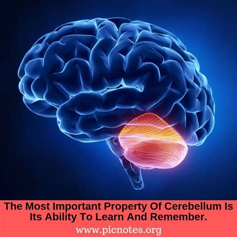 Cerebellum | Cerebellum anatomy, Anatomy, Big data technologies