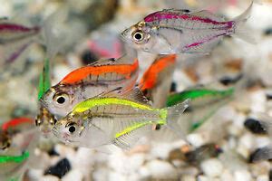 COLOURFUL DYED GLASSFISH INDIAN DISCO TETRA GLASS FISH LIVE TROPICAL AQUARIUM | eBay