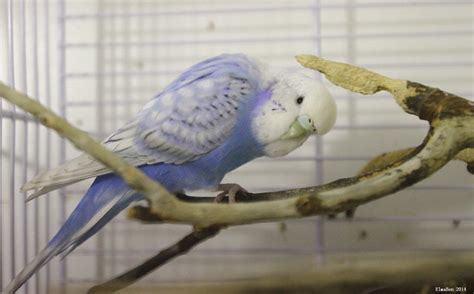 Members Violet Budgies - Budgie Mutations, Varieties and Genetics - Budgie Community Forums