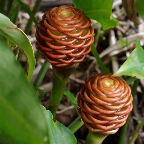 Unusual Beehive Ginger Collection of Two | Beehive ginger, Ginger plant ...