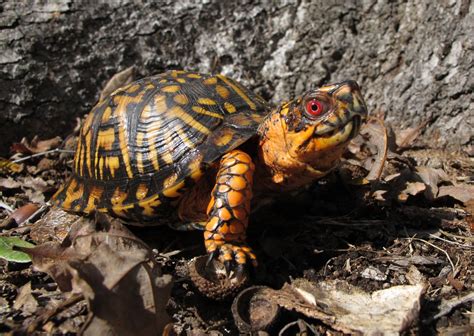 Can You Keep An Eastern Box Turtle As A Pet?