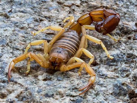 9 Most Venomous Scorpions in the World - Wildlife Explained