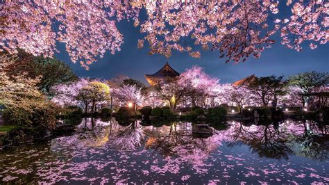 [100+] Japan Cherry Blossom Wallpapers | Wallpapers.com