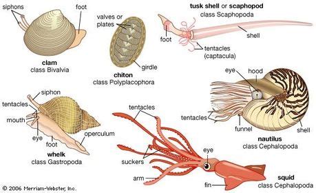 Phylum Mollusca Characteristics | Flashcards