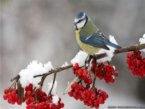 Free Desktop Wallpaper Winter Birds - WallpaperSafari