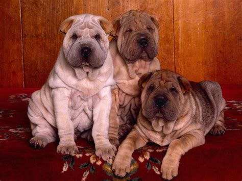 Shar Pei Puppies Wallpaper-Free HD Dog Downloads