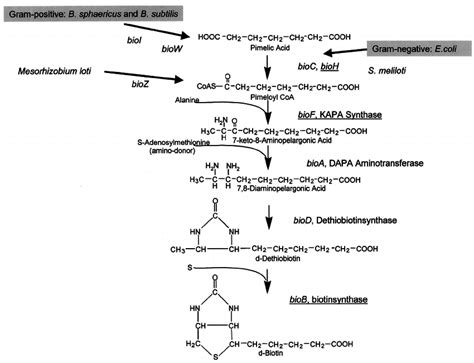 Biotin synthesis pathways in gram-positive and gram-negative bacteria ...