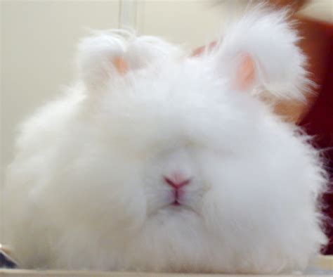 Angora Rabbit: Origin, Characteristics, Uses, Photo