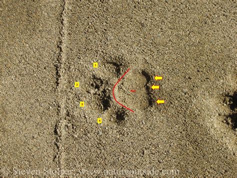 Mountain Lion Tracks – Learn to Read Them - NatureOutside