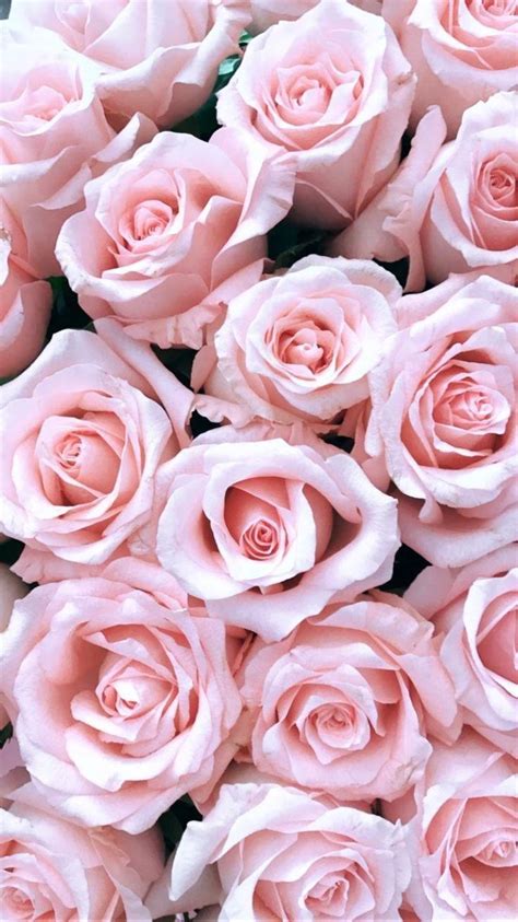 Light Pink Roses Wallpapers - Top Free Light Pink Roses Backgrounds - WallpaperAccess