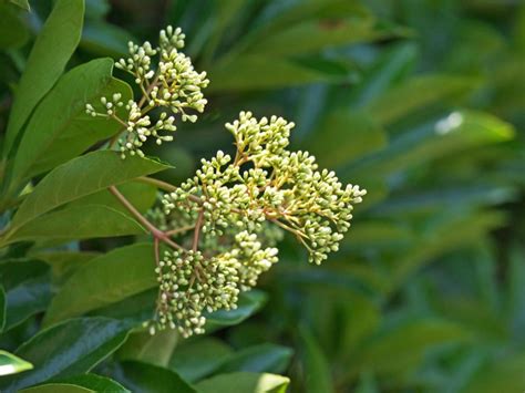 Sweet Viburnum Growing Conditions - How To Care For Sweet Viburnum ...