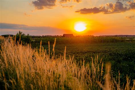 Free picture: agricultural, landscape, sunset, farm, orchard, farmland, grass, dawn, water, sun