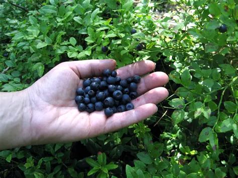 How to Grow Bilberries - Plant Instructions